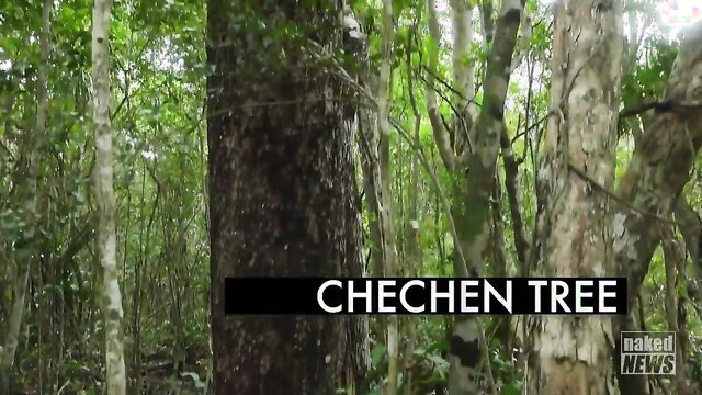 Chechen tree in lush jungle, Nake News outdoor nature thumbnail
